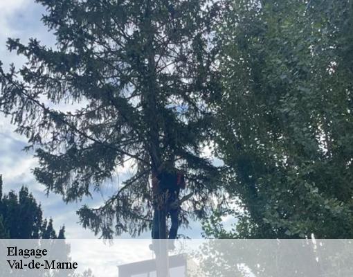 Elagage Val-de-Marne