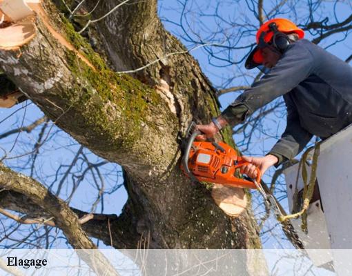 Elagage Val-de-Marne