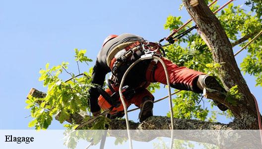 Elagage Val-de-Marne