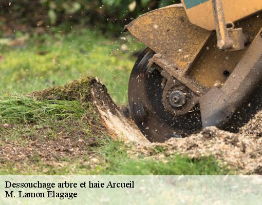 Dessouchage arbre et haie  arcueil-94110 M. Lamon Elagage