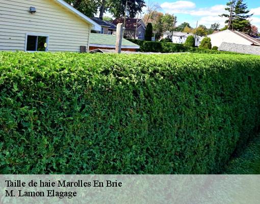 Taille de haie  marolles-en-brie-94440 M. Lamon Elagage